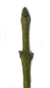 manna ash (fraxinus ornus), grey bud scales, green to grey-brown twigs, big apical buds. 2009-01-26, Pentax W60. keywords: blumen-esche, frene a fleurs, orne d'europe, ornielle, frassina della manna, flowering ash